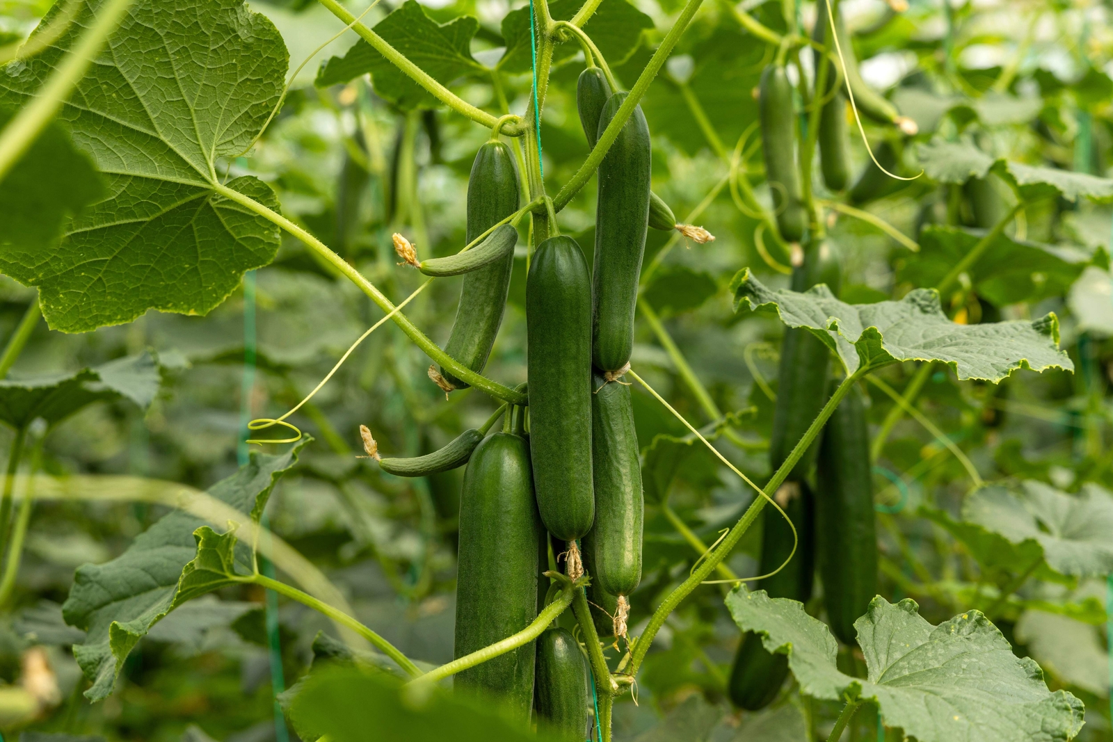 100 LONG GREEN IMPROVED CUCUMBER Slicing Cucumis Sativus Fruit Vegetable Seeds