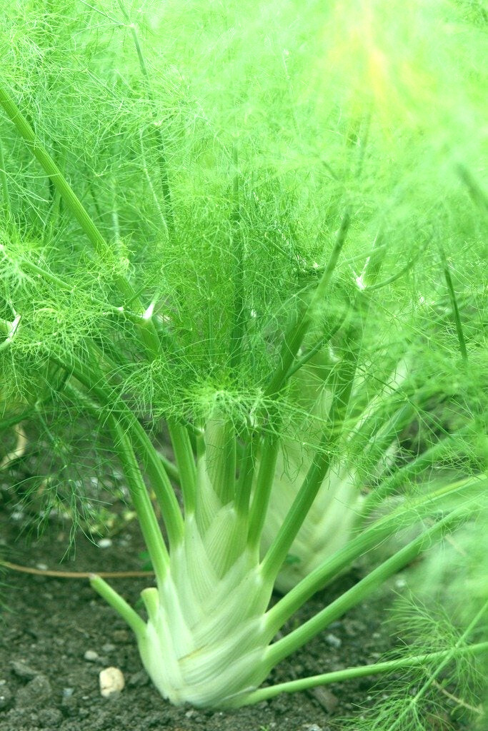 FLORENCE FENNEL ‘Foeniculum vulgare’ 50+ SEEDS