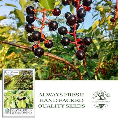 Black Cherry Tree Seeds (Prunus serotina, Wild Black Cherry) – 25+ Non-GMO &