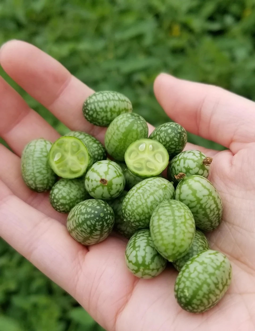 Mexican Sour Gherkin Cucumber Cucamelon Seeds (25) / SUPER RARE / EASY
