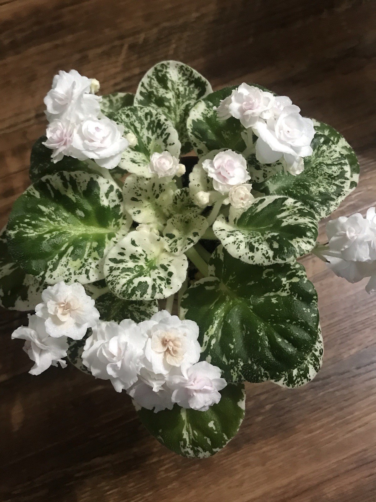 African Violet Watermelon Snow (Standard)