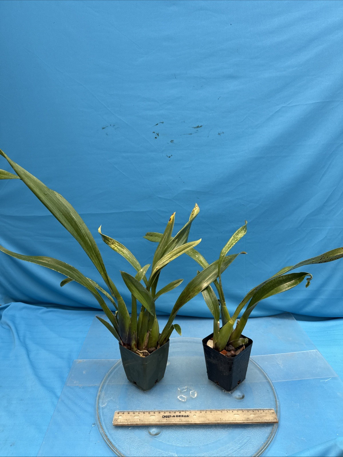Brassada Memoria Bert Fields BS New Division Orange Spotted Orchid Hybrid 4” Pot