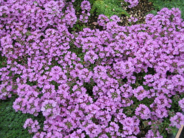 Purple Creeping Thyme Seeds 1000+ HERB GROUNDCOVER PERENNIAL USA FREE SHIPPING