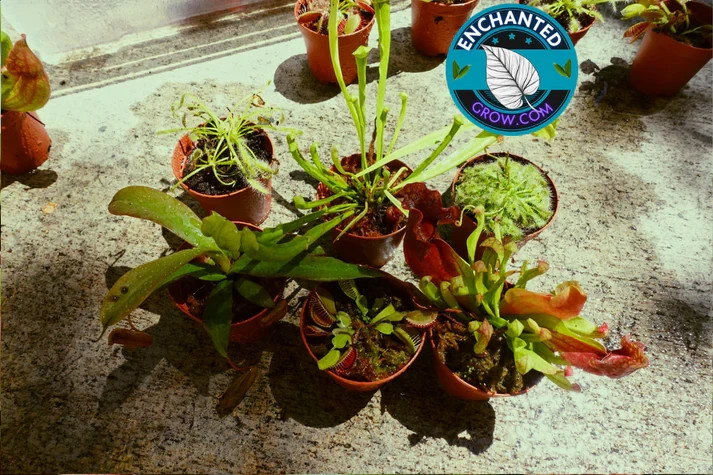 6 Random Carnivorous Plants Collection Package Deal VALUE PACK