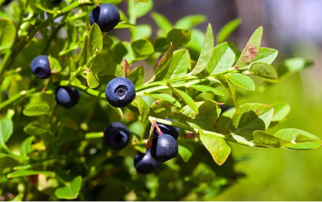 BILBERRY DWARF SHRUB {Vaccinium myrtillus} 30+seeds USA