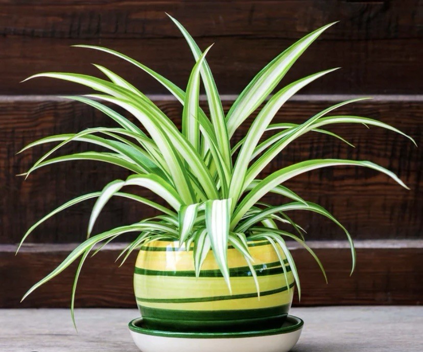 🪴CHLOROPHYTUM COMOSUM VARIEGATED SPIDER PLANT BARE ROOT/PUP🪴