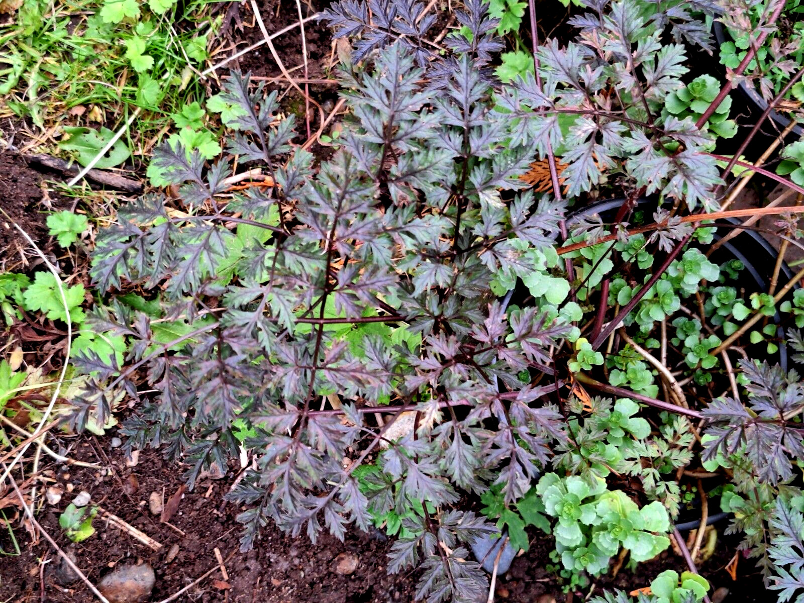 BLACK COW PARSLEY 50 SEEDS, ANTHRISCUS SYLVSTRIS RAVINSWING, MARIESGREENGARDEN
