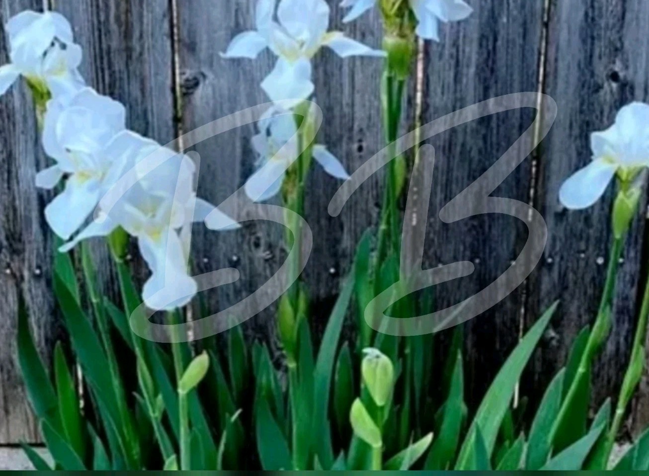 3 White Bearded Iris Bulbs/Rhizomes Fresh Dug Cut Live
