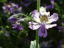 Mixed Butterfly Seeds ~ Angel Wings ~ Schianthus ~ Poor Man’s Orchid