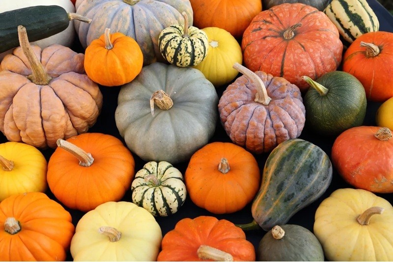 Winter Harvest Spooky Mix Pumpkin Seeds Blend – O’ Lantern/Jarrahdale/Fairy…