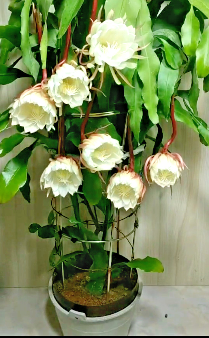 NIGHT BLOOMING CEREUS EPIPHYLLUM OXYPETALUM CACTUS ORCHIDRooted plant in 4″ Pot