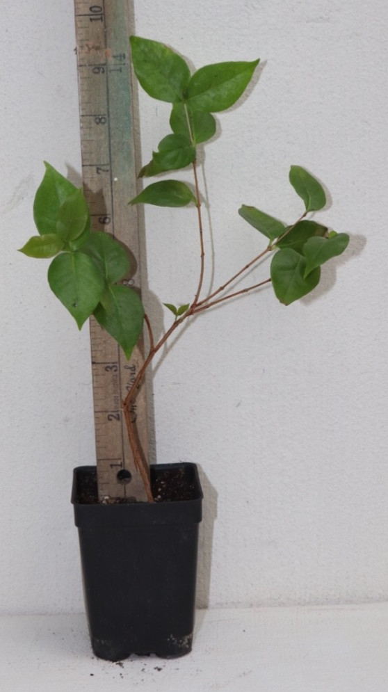11” Tall Crimson Tide Surimam Cherry Seedling (Eugenia Uniflora Var) Organic