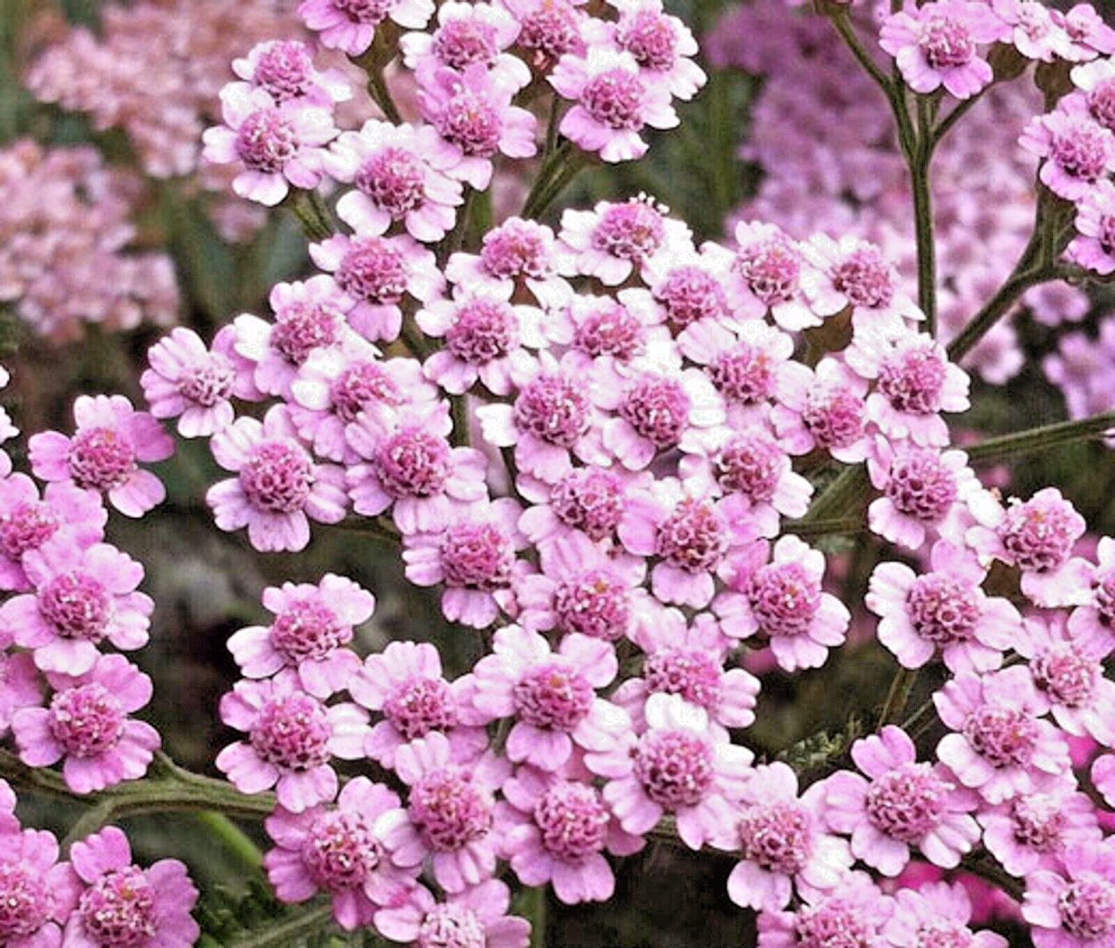 Yarrow Oertel’s Rose 25 Plants in 3-1/2 inch Pots