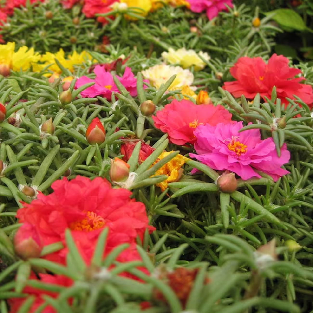 11000+ Portulaca Grandiflora Moss Rose Seeds Mixed Color Normal, Brown