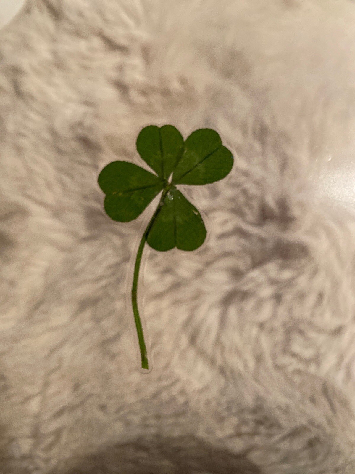 🍀RARE REAL 4 Leaf Clover 🍀 Hand picked – GREAT Gift – LUCKY 🤩
