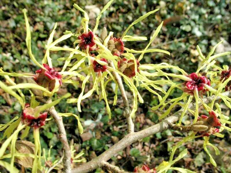 10 MOONLIGHT WITCH HAZEL SEEDS – Hamamelis x intermedia ‘Moonlight’