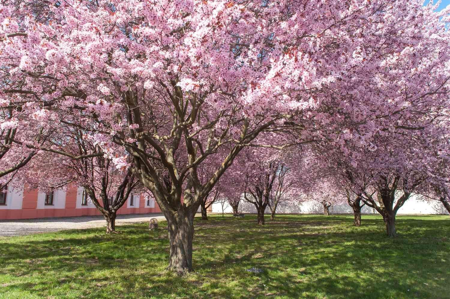 3 Purpleleaf Sand Cherry 12-24″ Shrub Bare Root Starter Plant – Prunus x cistena