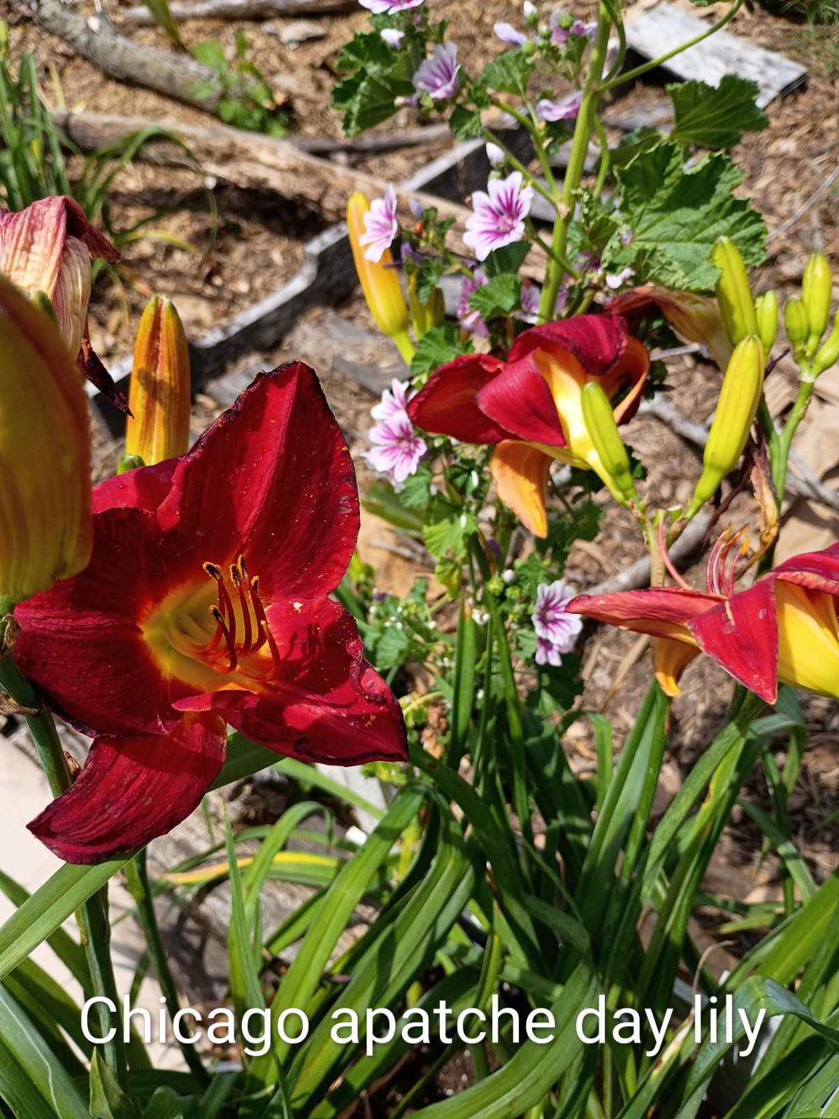 Assorted Daylilies, Many Different Colors, perennials return every year (1 Root)