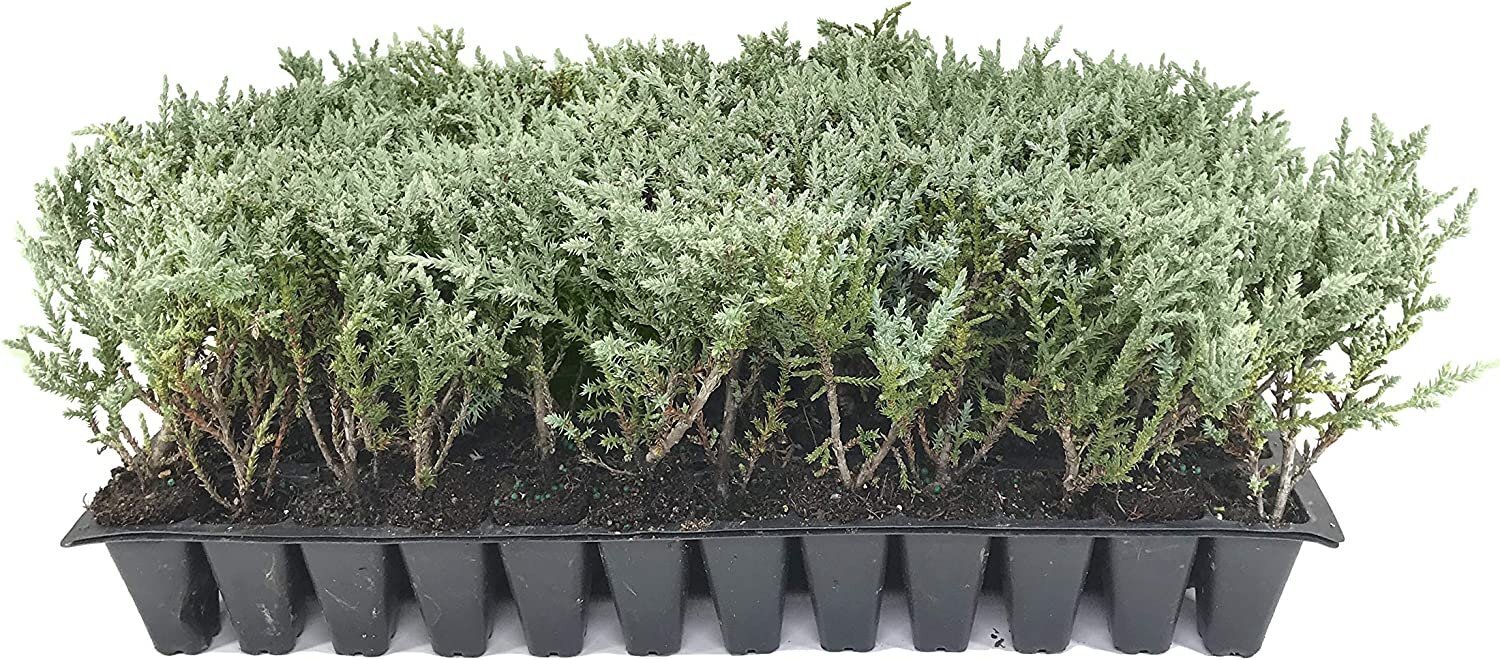 Juniper Angelica Blue – Live Plants – Juniperus Chinensis – Drought Tolerant…