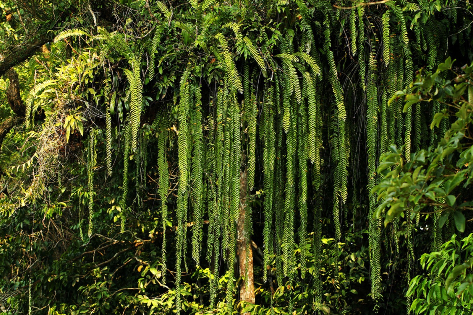 NEPHROLEPIS ACTUIFOLIA – Giant gorgeous jungle-like fern ! Tropical not staghorn