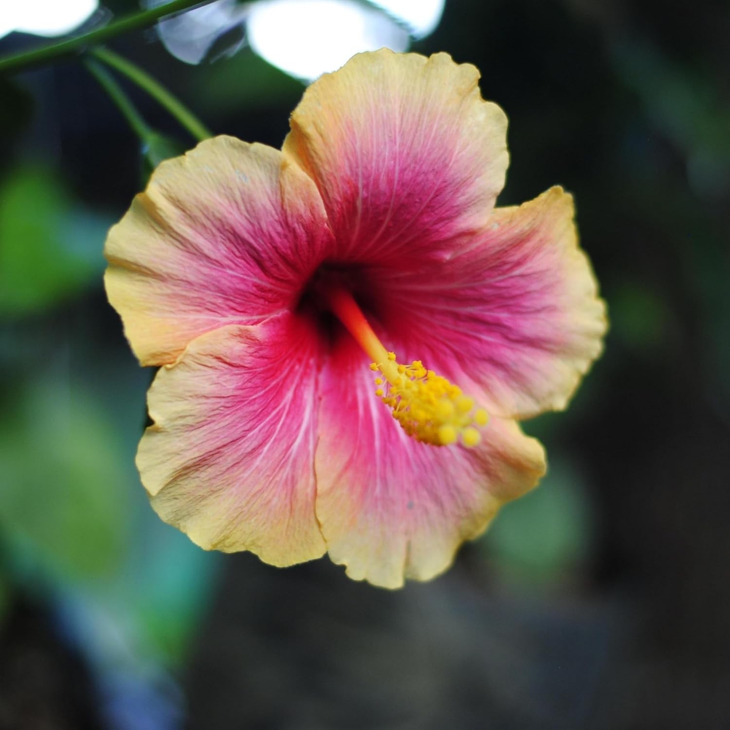 199+ Mixed Perennial Hibiscus Flower Seeds for Planting – Fresh Hardy Hibiscus E