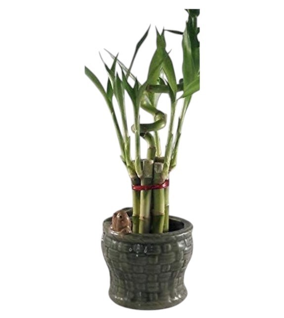 Lucky Bamboo Live Plant 7Tips Spiral And Straight & Ceramic Frog Vase Great Gift