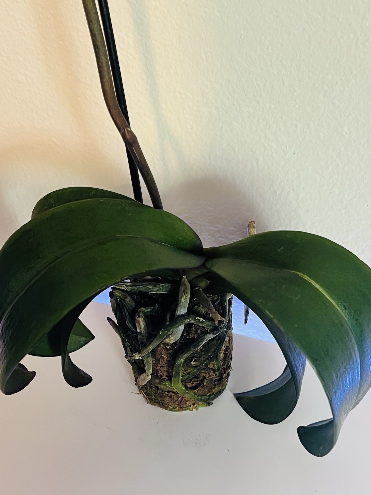 Phalaenopsis Orchid NOID Taiwanese Species Extremely Rare Plant Mutated!!!