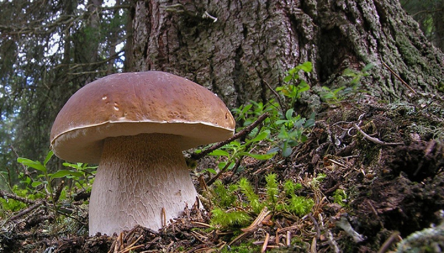 Seeds Porcini Mushroom Boletus White Mycelium Spawn Spores Organic Ukraine