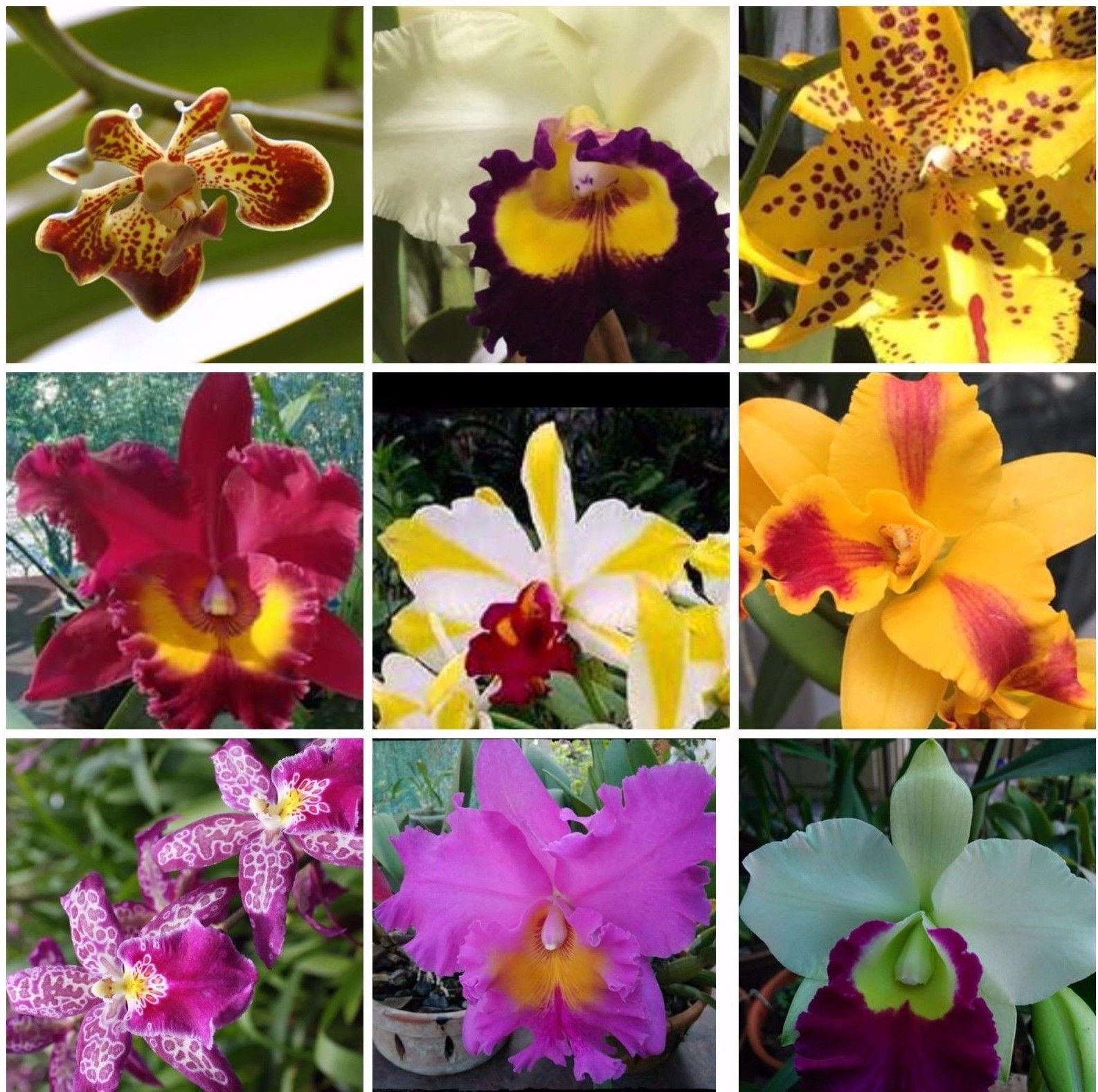 5+ Live Orchids (Cattleya,Oncidium,Dendrobium,Vanda,Phalaenopsis)
