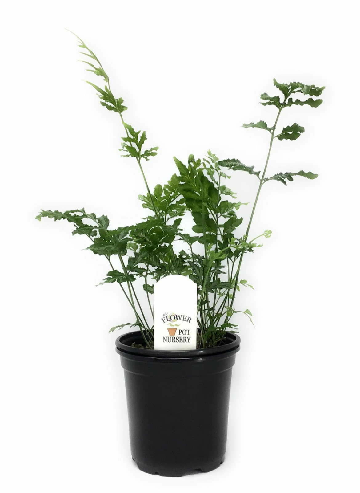 FlowerPotNursery Variegated Brake Fern Pteris ensiformis Evergemiensis 4″ Pot