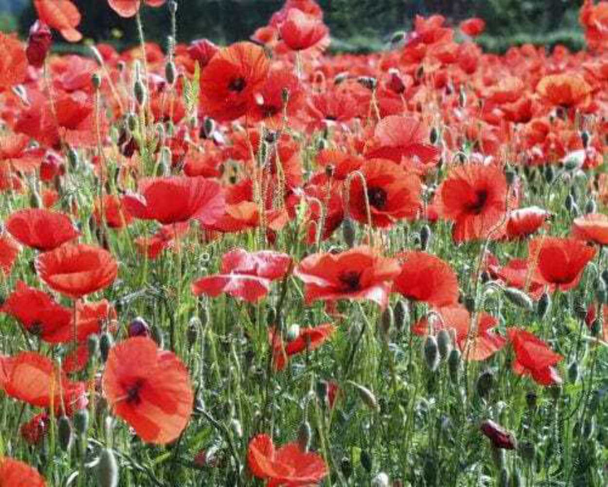 1000 Red AMERICAN LEGION POPPY Corn Shirley Flanders Papaver Rhoeas Flower Seeds