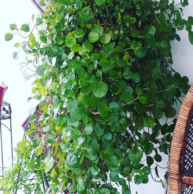 Green Swedish Ivy Live Plants -Size 3-8 Inches – Green Swedish Ivy Houseplant