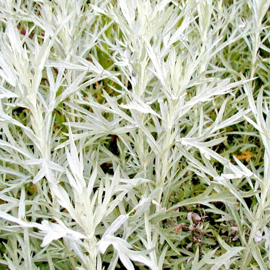 301+PRAIRIE SAGE Flower seeds White Sagebrush Perennial Native Wildflower smudge