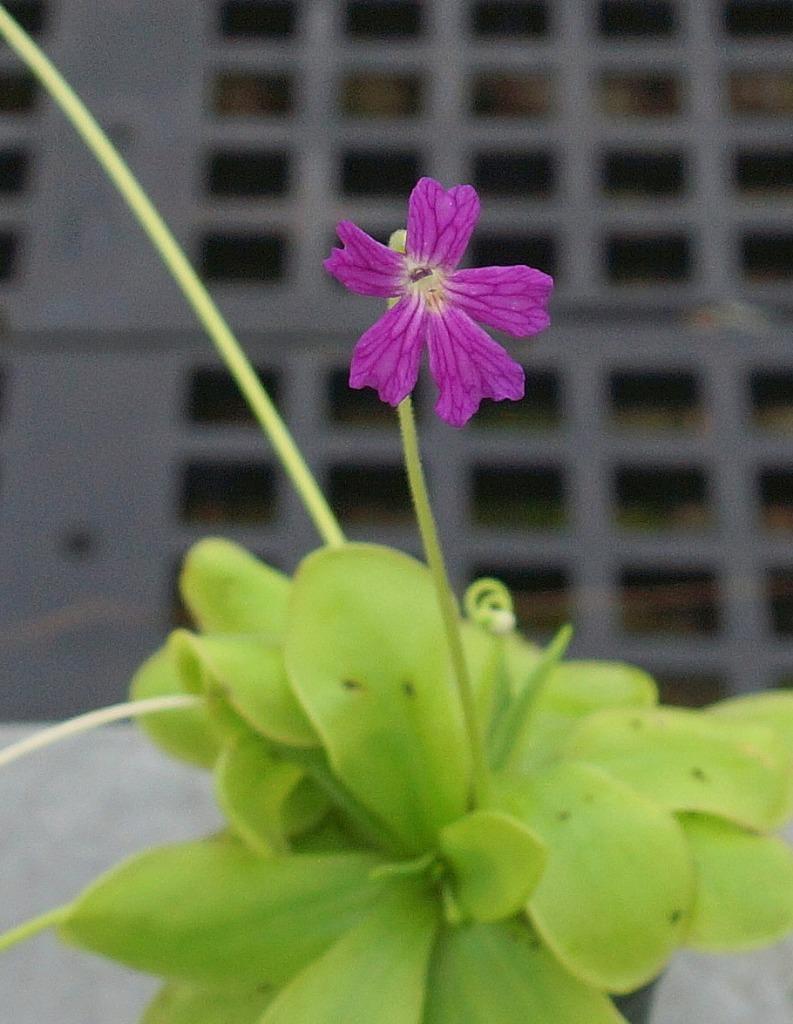 Blooming Size Carnivorous Plant Pinguicula laueana x emarginata. Butterwort!