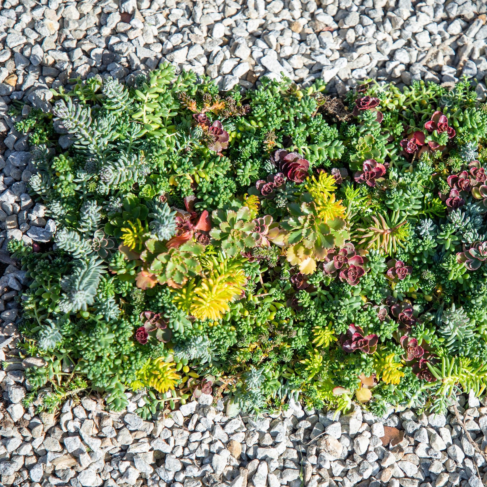 Live Sedum Succulent Mat 10 In. By 20 In. Plant Tray For Landscaping Stonecrop