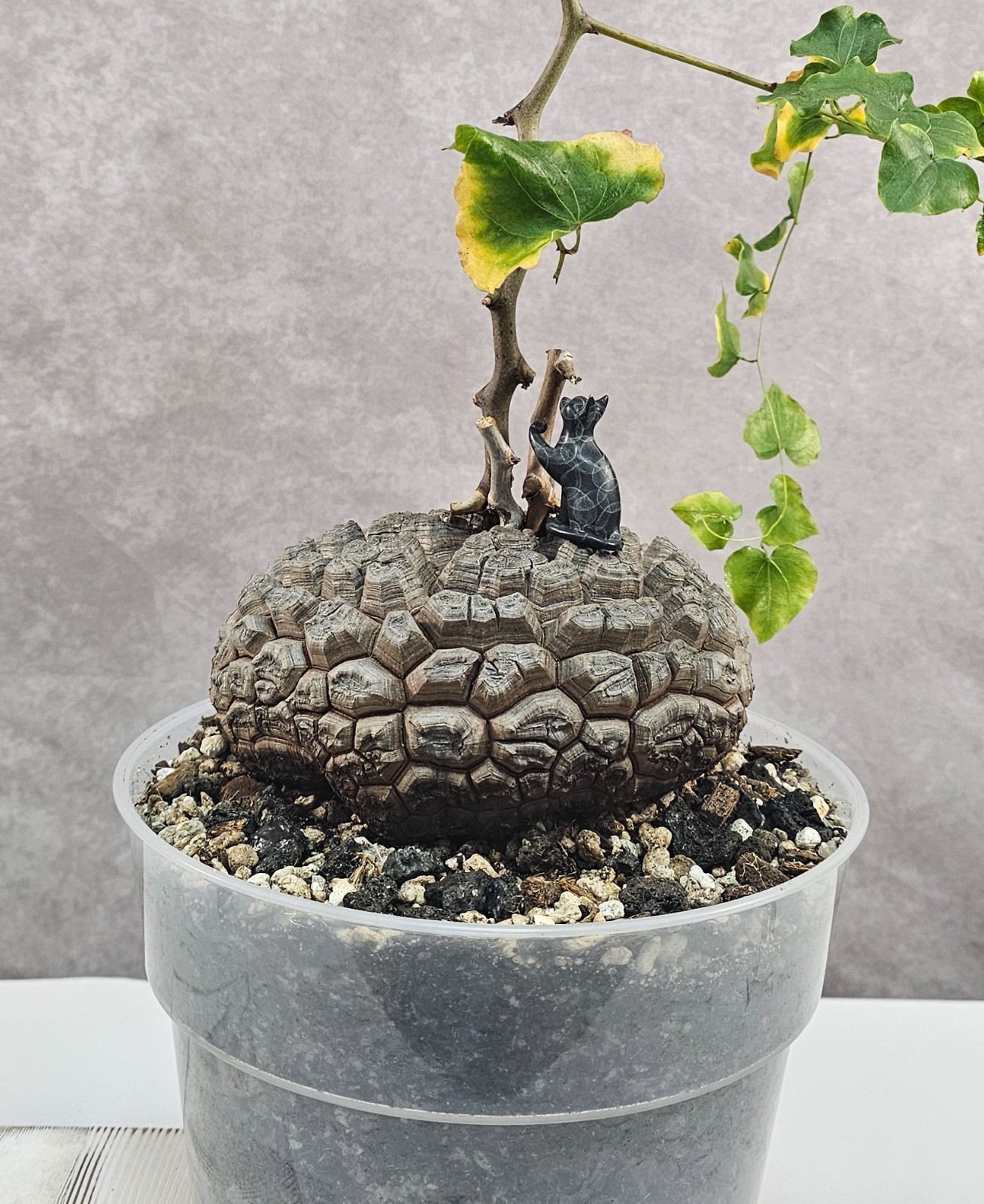 SUPER RARE!!! Dioscorea Elephantipes – Succulent – Not pachypodium, stephania