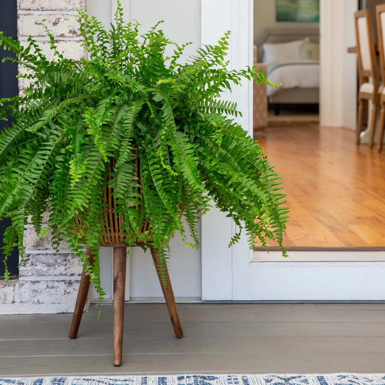 Live Boston Fern Hanging Plant 20-24 Inch Indoor Outdoor Shade Plant Basket