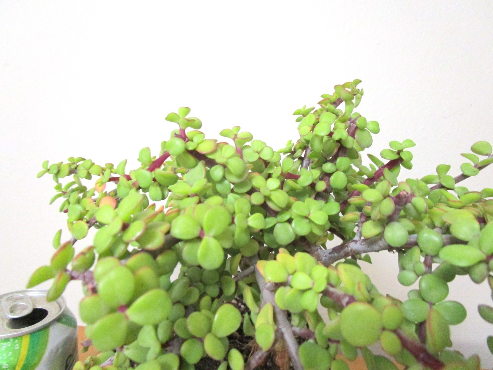 Fat Portulacaria Jade Crassula plant for shohin mame bonsai tree thick trunk