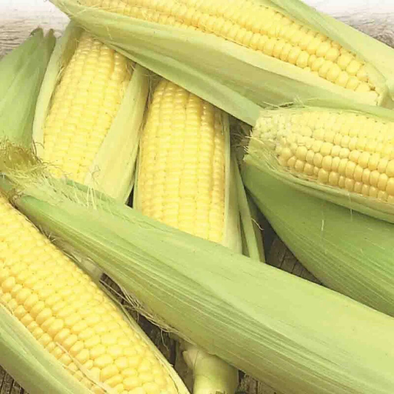 50+ Early Golden Bantam Sweet Corn Seeds, NON-GMO, Heirloom #56