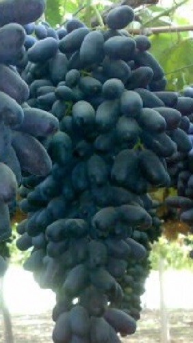 GRAPE “LADYFINGERS Black” 3 grape vines cuttings