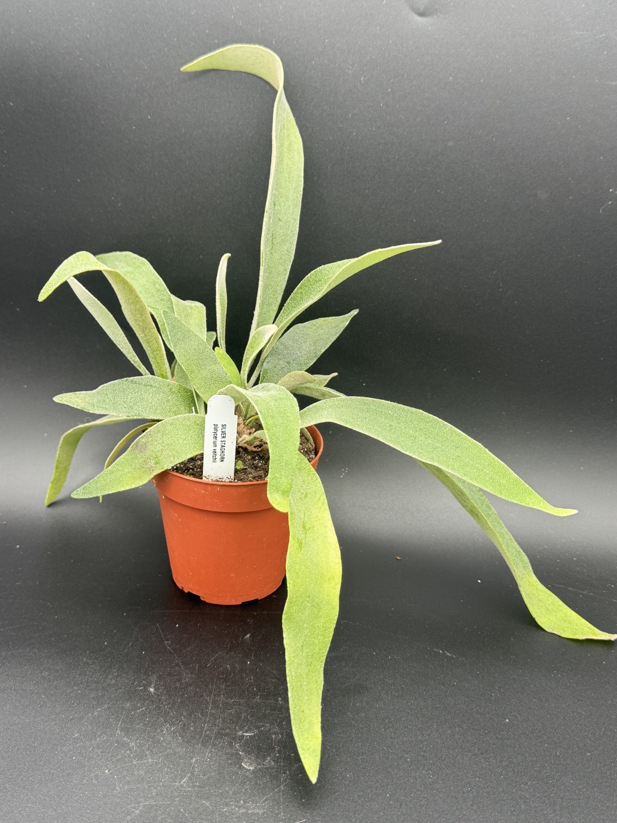 Silver Staghorn Fern Platycerium veitchii – 4″ Pot Live Plant – Free Shipping