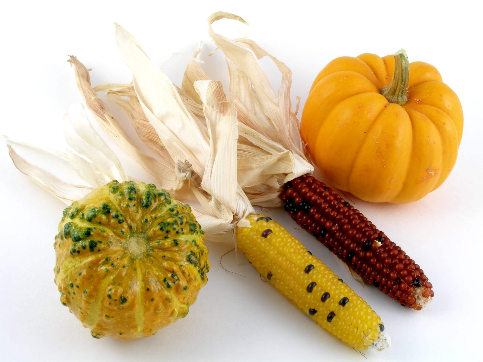 50 INDIAN MINI MIX CORN Miniature 4″ Ears Ornamental Zea Mays Vegetable SEEDS