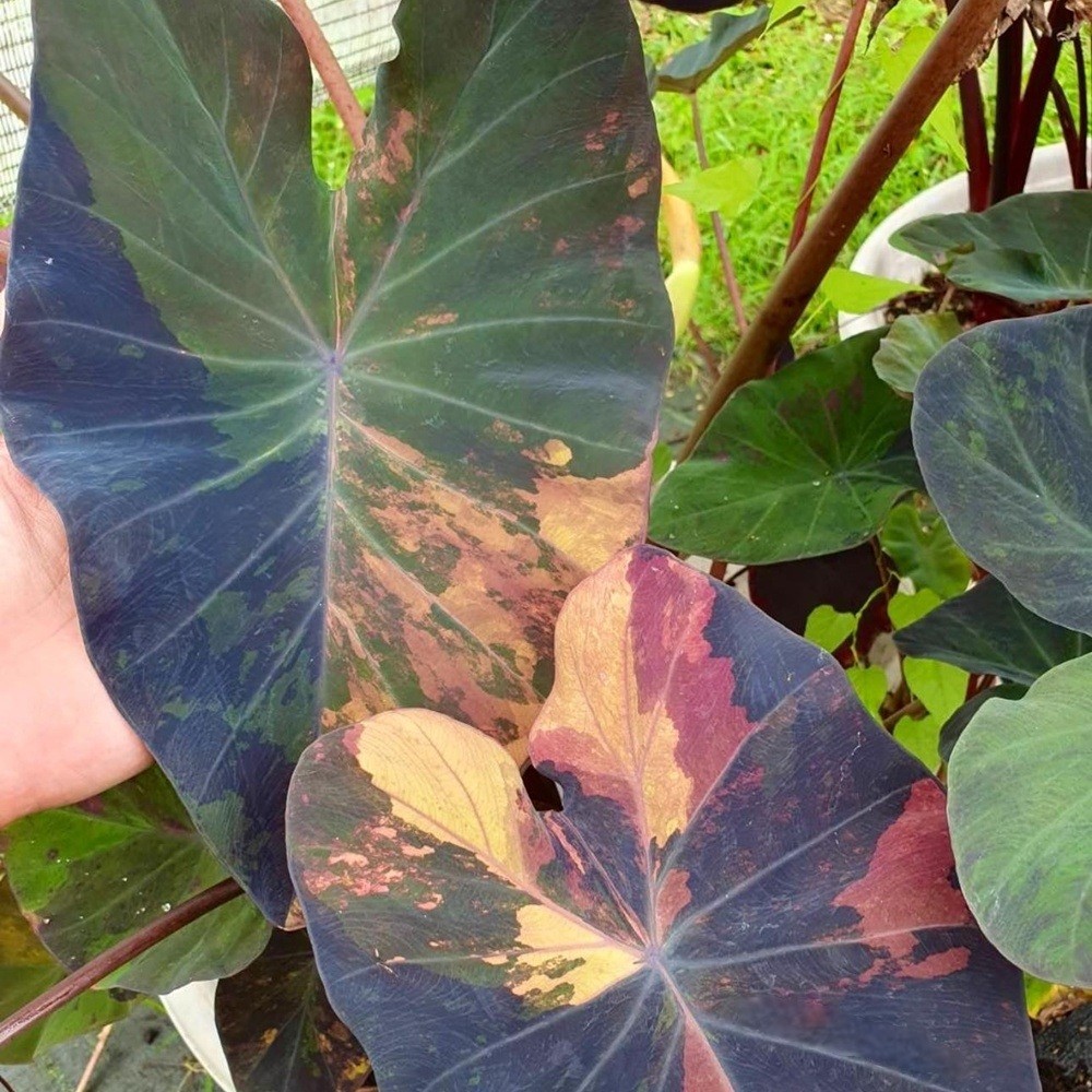 Colocasia Variegated Bulb Elephant Ear Episode One Tuber New Hybrid RARE