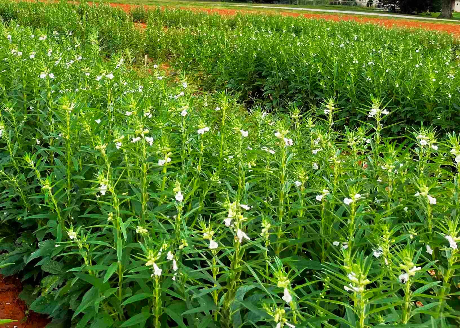 White Sesame Seeds | For Planting Benne Asian Til Garden Seed 2024 Fast Shipping