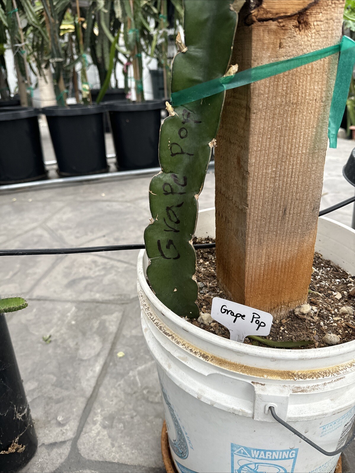 4 Grap Pop Dragon Fruit Cutting 8-12 Inches