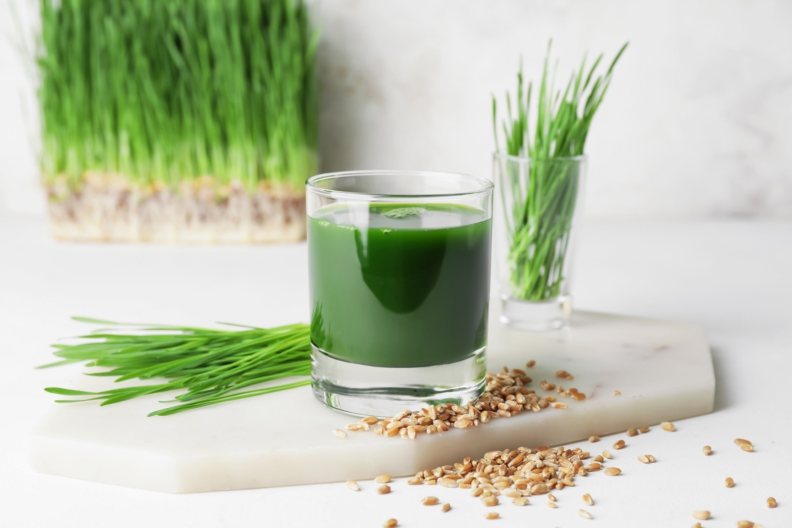 500 Organic CAT GRASS WHEAT Grass Pet Grass Wheatgrass Triticum Aestivum Seeds