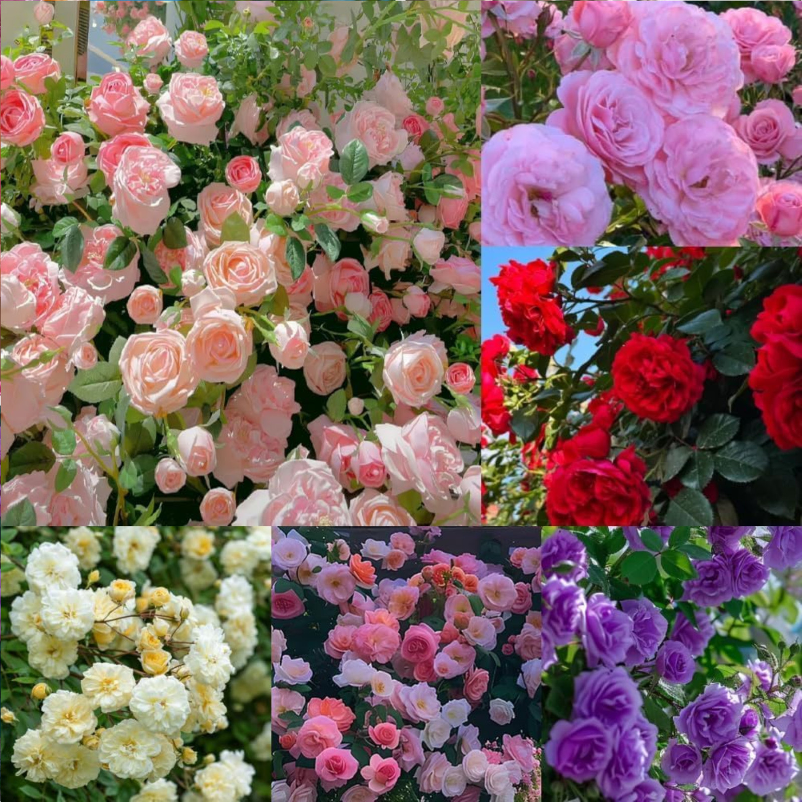 Mixed Climbing Rose Rosa Seeds for Planting Outdoors -Heirloom Garden Vine Home
