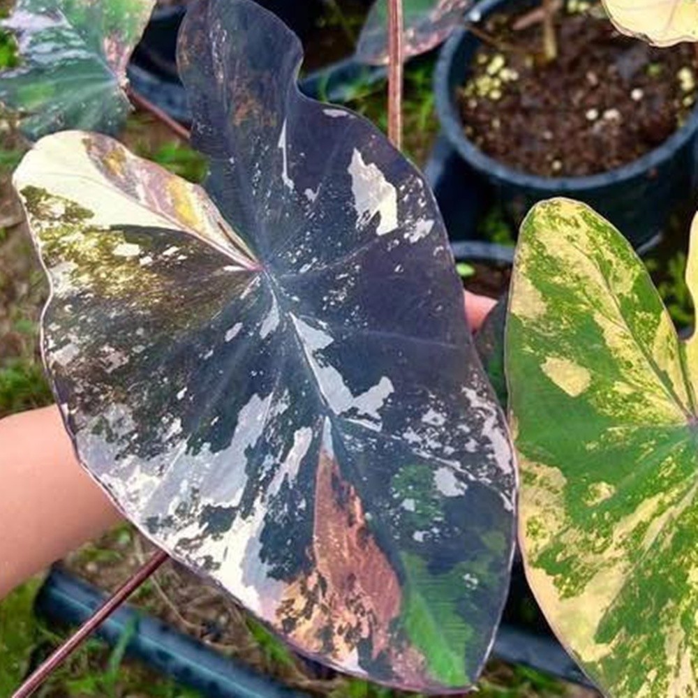Colocasia Variegated Bulb Elephant Ear Episode One Tuber New Hybrid RARE