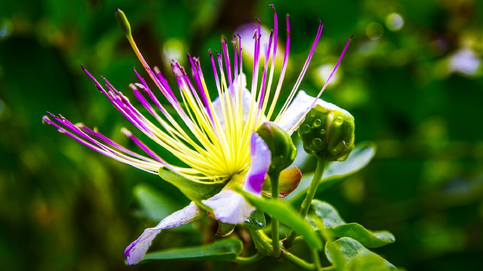 Caper Bush {Capparis Spinosa} | 25+ Seeds | Free US Shipping!