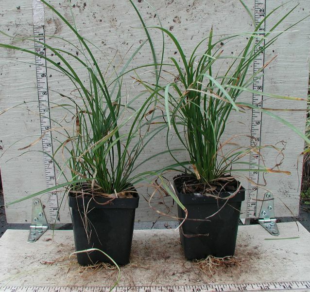Liriope spicata 25 Plants in 3-1/2 inch Pots